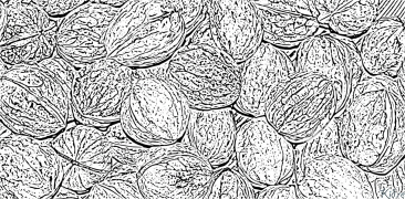 walnut colloring Coloring Pages To Print